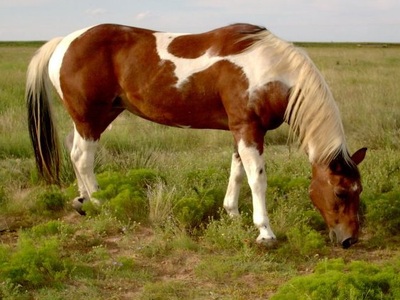 American Paint Horse