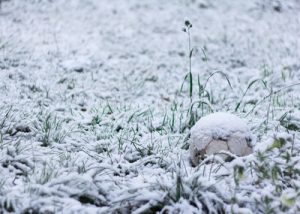 Football Snow Abandoned