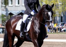 Dressage