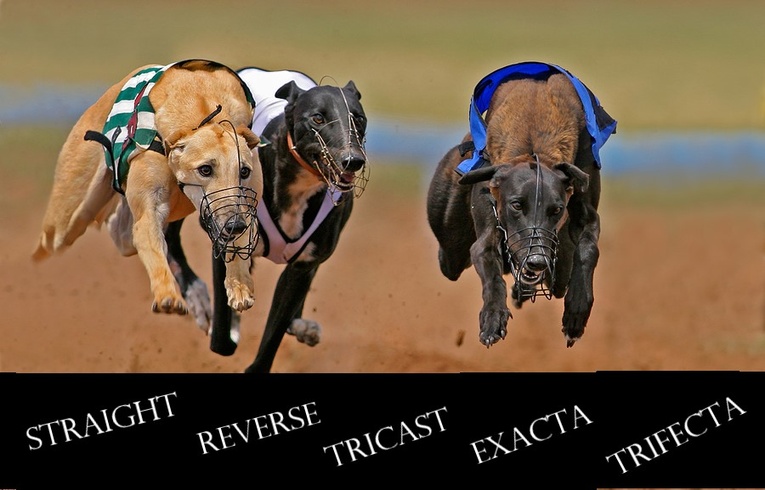 Greyhound Forecast Betting