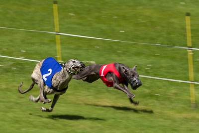 Greyhound Race Dead Heat