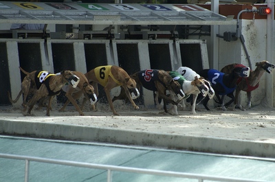Greyhound Trap Challenge