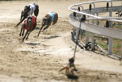 Greyhounds Chase Lure