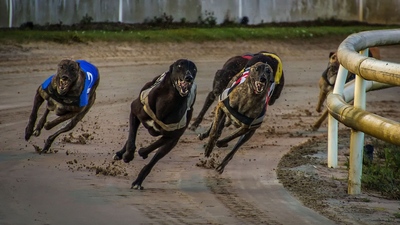 Greyhounds Race Around Bend