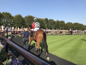 Horse in Parade Ring