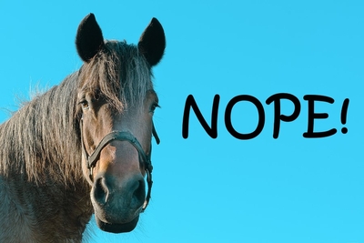 Horse Refuses to Race