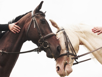 Longshot or Outsider