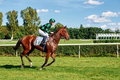 Race Horse Pulled Up