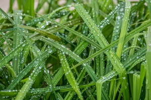 Rain on Grass