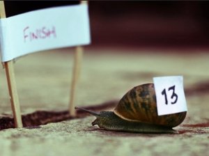 Snail Racing EUO Tim Norris Flickr