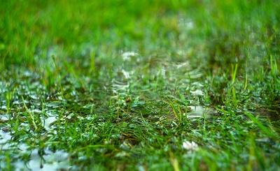 Wet Grass